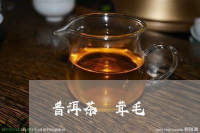 普洱茶 茸毛/2023042806144